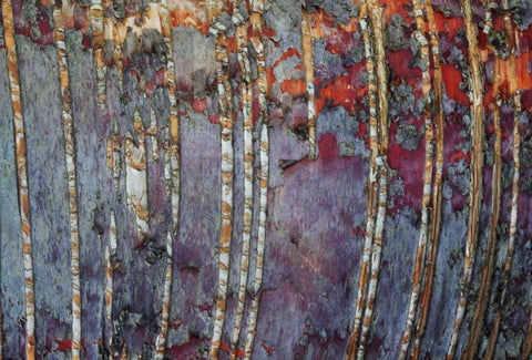 Canada, Quebec White birch root bark patterns Black Ornate Wood Framed Art Print with Double Matting by Delisle, Gilles