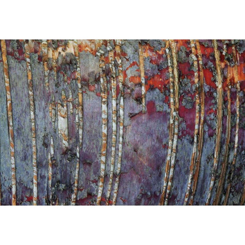 Canada, Quebec White birch root bark patterns Black Modern Wood Framed Art Print by Delisle, Gilles
