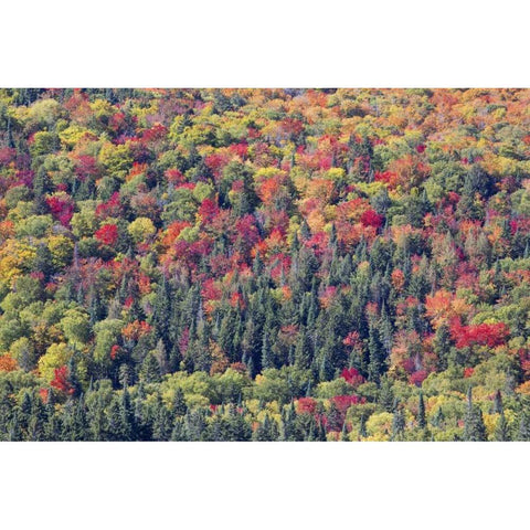 Canada, Mount Tremblant NP Forest in fall Gold Ornate Wood Framed Art Print with Double Matting by Delisle, Gilles