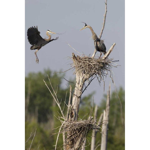 Canada, Quebec Great blue herons at their nest Black Modern Wood Framed Art Print with Double Matting by Delisle, Gilles