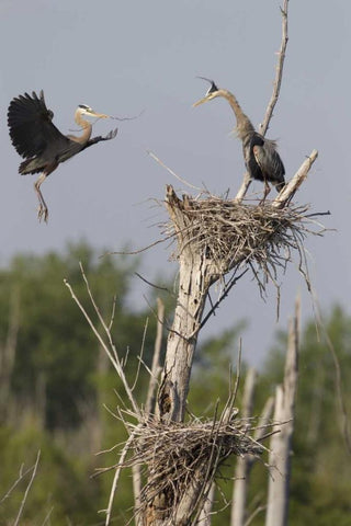 Canada, Quebec Great blue herons at their nest Black Ornate Wood Framed Art Print with Double Matting by Delisle, Gilles