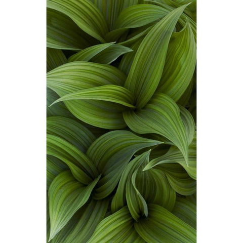 Canada, Quebec, Yamaska NP Green false hellebore Gold Ornate Wood Framed Art Print with Double Matting by Delisle, Gilles