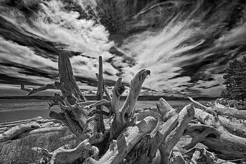 Canada-Quebec-Forillon National Park Driftwood along ocean shore White Modern Wood Framed Art Print with Double Matting by Jaynes Gallery