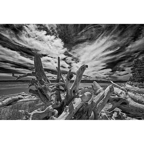 Canada-Quebec-Forillon National Park Driftwood along ocean shore Black Modern Wood Framed Art Print by Jaynes Gallery
