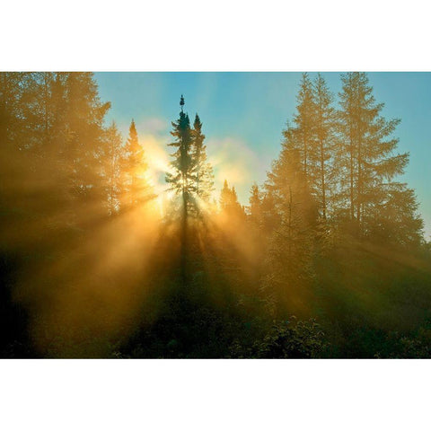 Canada-Quebec-Chibougamau Trees in fog at sunrise Black Modern Wood Framed Art Print with Double Matting by Jaynes Gallery