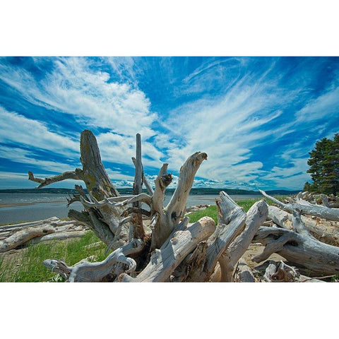 Canada-Quebec-Forillon National Park Driftwood along La Plage de Penouille White Modern Wood Framed Art Print by Jaynes Gallery