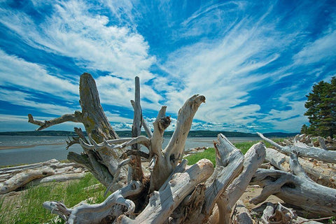 Canada-Quebec-Forillon National Park Driftwood along La Plage de Penouille White Modern Wood Framed Art Print with Double Matting by Jaynes Gallery