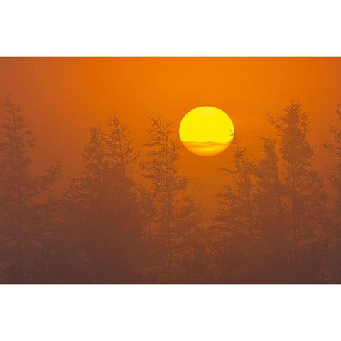 Canada-Quebec-Havre-Saint-Pierre Trees and fog at sunrise Black Modern Wood Framed Art Print with Double Matting by Jaynes Gallery