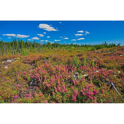 Canada-Quebec-Chibougamau Bog laurel blossoms in burnt over forest Black Modern Wood Framed Art Print by Jaynes Gallery