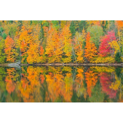 Canada-Quebec-Saint-Mathieu-du-Parc Autumn colors reflected in Lac Trudel Black Modern Wood Framed Art Print with Double Matting by Jaynes Gallery
