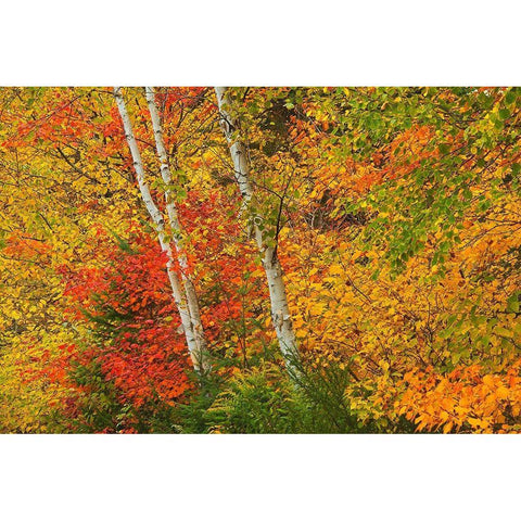 Canada-Quebec-La Mauricie National Park Autumn forest colors Black Modern Wood Framed Art Print with Double Matting by Jaynes Gallery