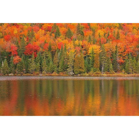Canada-Quebec-La Mauricie National Park Autumn colors reflected in Lac Ã  Sam Black Modern Wood Framed Art Print with Double Matting by Jaynes Gallery