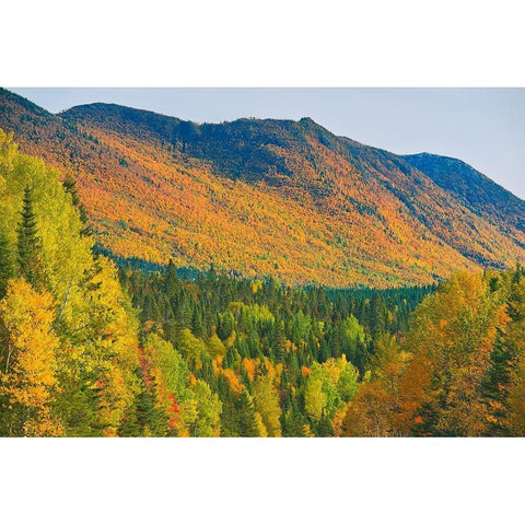 Canada-Quebec-Parc National de la Gaspesie Autumn colors in Chic-Choc Mountains Black Modern Wood Framed Art Print by Jaynes Gallery
