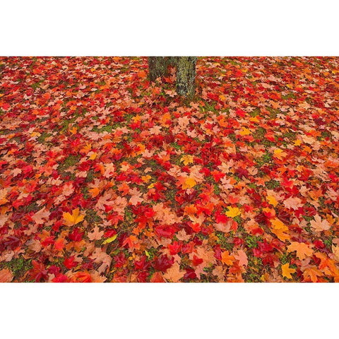 Canada-Quebec-Rimouski Sugar maple leaves and tree trunk Gold Ornate Wood Framed Art Print with Double Matting by Jaynes Gallery