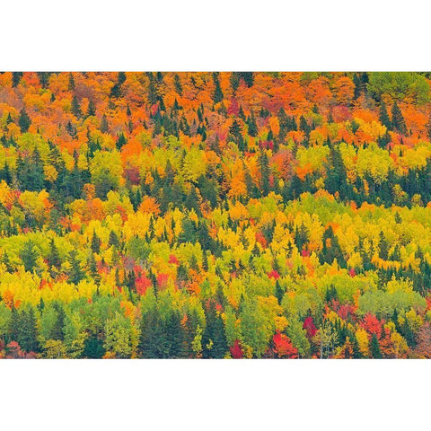Canada-Quebec-Saint Pacome Autumn forest colors in Notre Dame Mountains White Modern Wood Framed Art Print by Jaynes Gallery