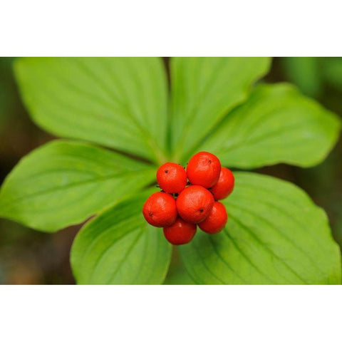 Canada-Quebec-RiviÃ¨re-au-Tonnerre Bunchberry fruit and leaves close-up White Modern Wood Framed Art Print by Jaynes Gallery