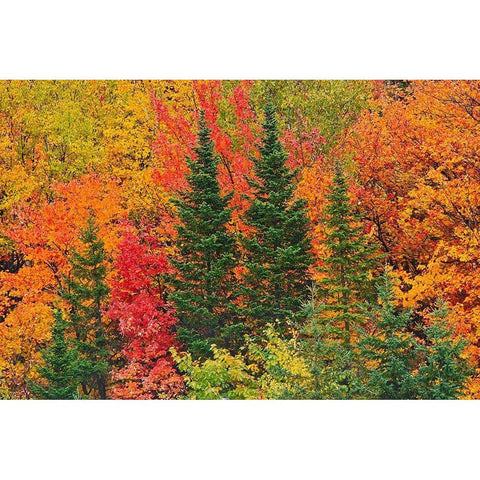 Canada-Quebec-Saint-Pacome Mixedwood forest in autumn Black Modern Wood Framed Art Print with Double Matting by Jaynes Gallery