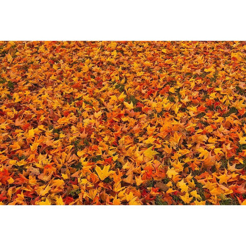 Canada-Quebec-Ste Famille on Ile dOrleans Fallen sugar maple leaves in autumn Black Modern Wood Framed Art Print with Double Matting by Jaynes Gallery