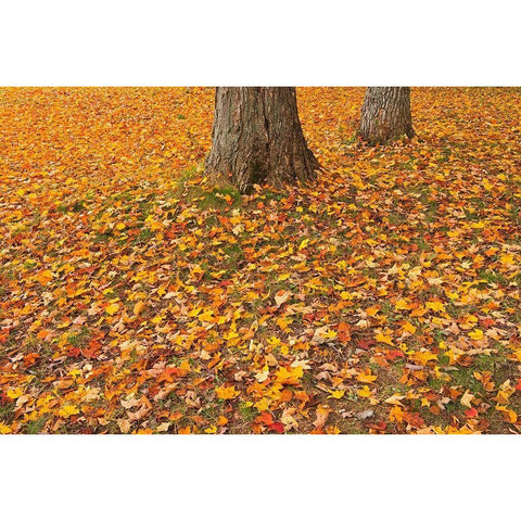 Canada-Quebec-St Michel de Belle Chasse Sugar maple leaves in autumn Black Modern Wood Framed Art Print by Jaynes Gallery