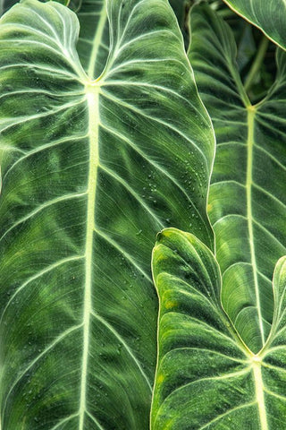 Close-up shots of the leaves from the elephant ears plant-also known as Alocasia White Modern Wood Framed Art Print with Double Matting by Ostrowitz, Mallorie