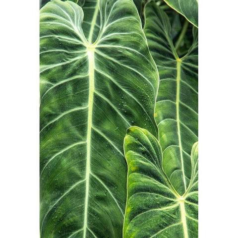 Close-up shots of the leaves from the elephant ears plant-also known as Alocasia Black Modern Wood Framed Art Print by Ostrowitz, Mallorie