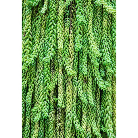 Burros tail plant is named for its long-cylindrical leaves Gold Ornate Wood Framed Art Print with Double Matting by Ostrowitz, Mallorie