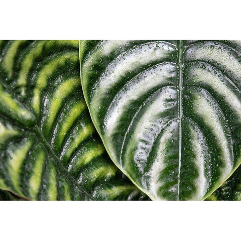 Montreal Botanical Gardens-elephants ears with rainwater White Modern Wood Framed Art Print by Ostrowitz, Mallorie