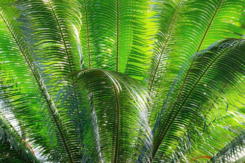 Close-up of the fronds of the Sago Palm Tree Black Ornate Wood Framed Art Print with Double Matting by Ostrowitz, Mallorie