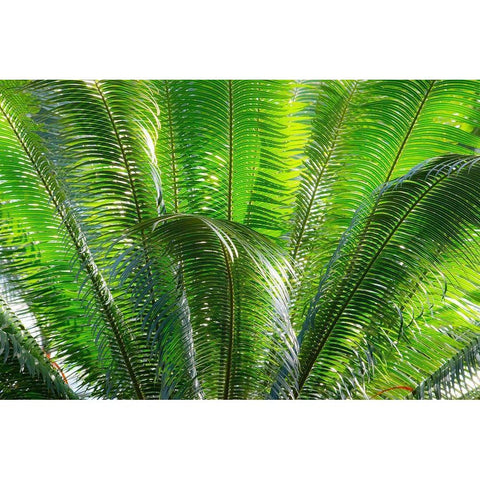 Close-up of the fronds of the Sago Palm Tree Gold Ornate Wood Framed Art Print with Double Matting by Ostrowitz, Mallorie