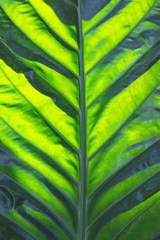 Thailand giant elephant ear-is considered invasive in certain states in the United States Black Ornate Wood Framed Art Print with Double Matting by Ostrowitz, Mallorie