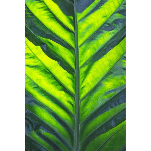 Thailand giant elephant ear-is considered invasive in certain states in the United States Black Modern Wood Framed Art Print with Double Matting by Ostrowitz, Mallorie