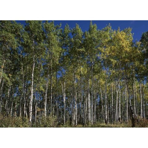 Canada, Saskatchewan, Aspen forest White Modern Wood Framed Art Print by Grandmaison, Mike