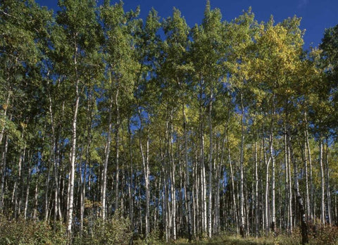Canada, Saskatchewan, Aspen forest Black Ornate Wood Framed Art Print with Double Matting by Grandmaison, Mike