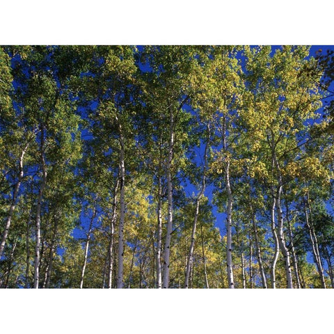 Canada, Saskatchewan, Aspen forest Black Modern Wood Framed Art Print by Grandmaison, Mike