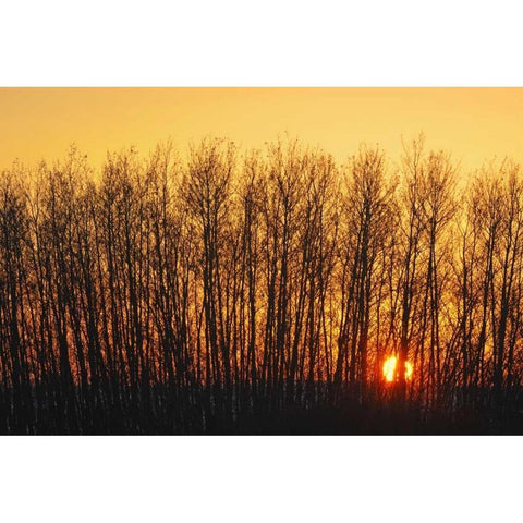 Canada, Melfort Aspen trees at sunset Black Modern Wood Framed Art Print with Double Matting by Grandmaison, Mike