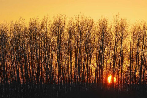 Canada, Melfort Aspen trees at sunset Black Ornate Wood Framed Art Print with Double Matting by Grandmaison, Mike