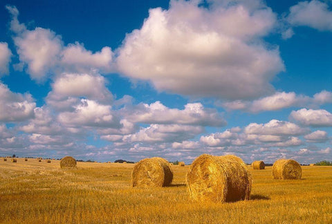 Canada-Saskatchewan-Shellbrook Bale rolls and cumulus clouds on farmland Black Ornate Wood Framed Art Print with Double Matting by Jaynes Gallery