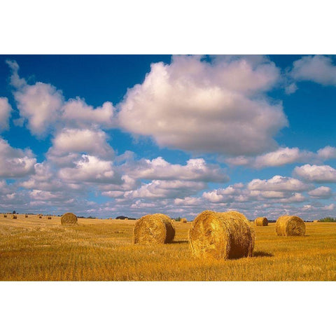 Canada-Saskatchewan-Shellbrook Bale rolls and cumulus clouds on farmland White Modern Wood Framed Art Print by Jaynes Gallery