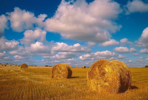 Canada-Saskatchewan-Shellbrook Bale rolls and cumulus clouds on farmland Black Ornate Wood Framed Art Print with Double Matting by Jaynes Gallery