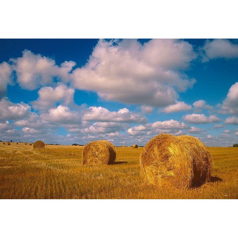 Canada-Saskatchewan-Shellbrook Bale rolls and cumulus clouds on farmland Black Modern Wood Framed Art Print with Double Matting by Jaynes Gallery