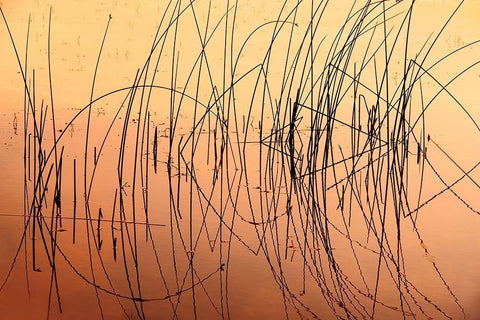 Canada-Saskatchewan-Saskatoon Island Provincial Park Reeds reflect on Saskatoon Lake at sunrise Black Ornate Wood Framed Art Print with Double Matting by Jaynes Gallery