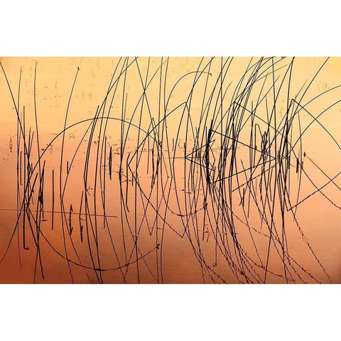 Canada-Saskatchewan-Saskatoon Island Provincial Park Reeds reflect on Saskatoon Lake at sunrise White Modern Wood Framed Art Print by Jaynes Gallery