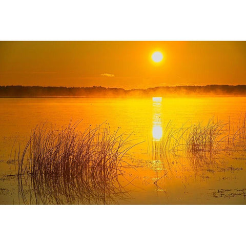 Canada-Saskatchewan-Saskatoon Island Provincial Park Reeds reflect on Saskatoon Lake at sunrise Black Modern Wood Framed Art Print by Jaynes Gallery