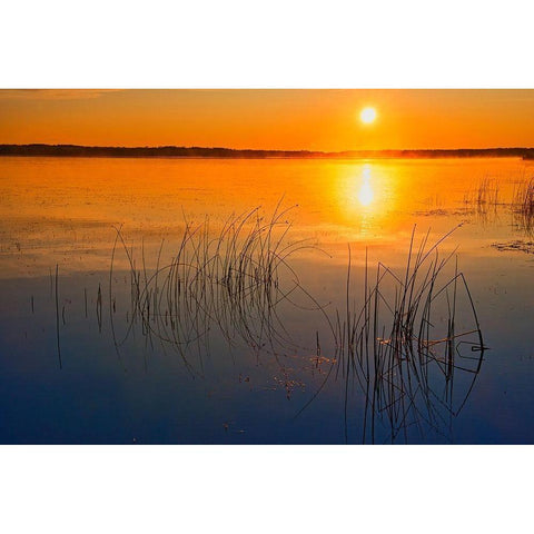 Canada-Saskatchewan-Saskatoon Island Provincial Park Reeds reflect on Saskatoon Lake at sunrise Black Modern Wood Framed Art Print by Jaynes Gallery