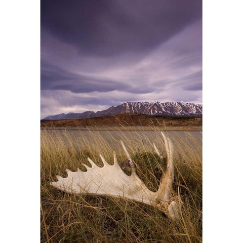 Canada, BC, Yukon, Moose antler and landscape Black Modern Wood Framed Art Print by Paulson, Don