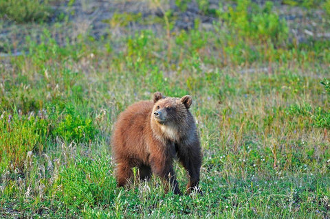 Canada-Yukon Young grizzly bear in field White Modern Wood Framed Art Print with Double Matting by Jaynes Gallery