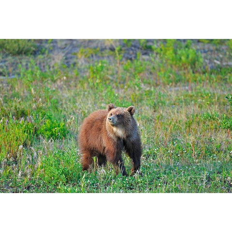 Canada-Yukon Young grizzly bear in field Gold Ornate Wood Framed Art Print with Double Matting by Jaynes Gallery
