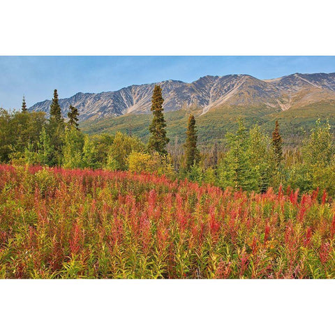 Canada-Yukon-Kluane National Park St Elias Mountains and forest landscape Black Modern Wood Framed Art Print by Jaynes Gallery