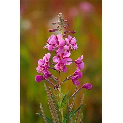 Canada-Yukon-Watson Lake Fireweed blossoms close-up Gold Ornate Wood Framed Art Print with Double Matting by Jaynes Gallery