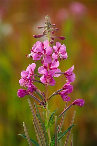 Canada-Yukon-Watson Lake Fireweed blossoms close-up Black Ornate Wood Framed Art Print with Double Matting by Jaynes Gallery